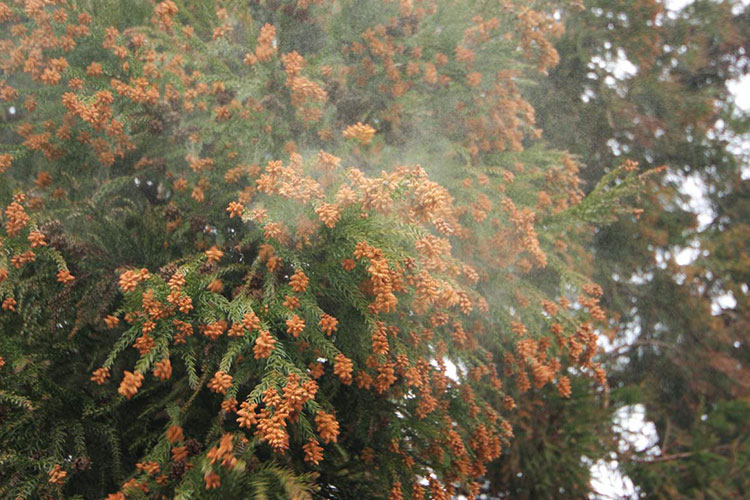 舌下免疫療法画像